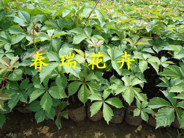 爬山虎1.jpg
